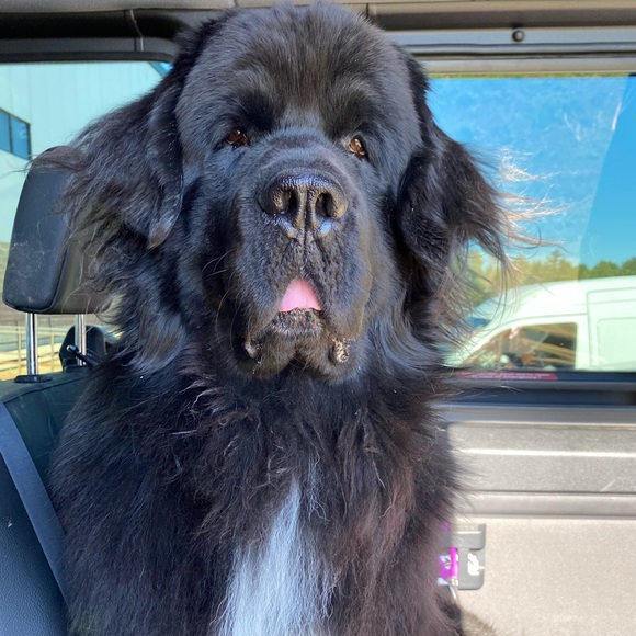 Meet your Posher, SjC - Picture 3 of 16